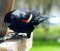 Blackbird