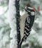 Downey Woodpecker