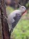 Red-bellied Woodpecker