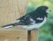Rose-breasted Grosbeak