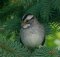White-throated Sparrow